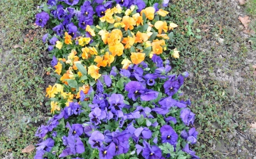 Sargreihengrab Frühling, Variante A