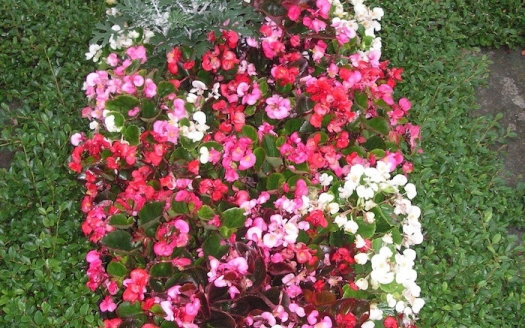 Sargreihengrab Sommer Variante A